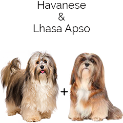 Hava-Apso Dog
